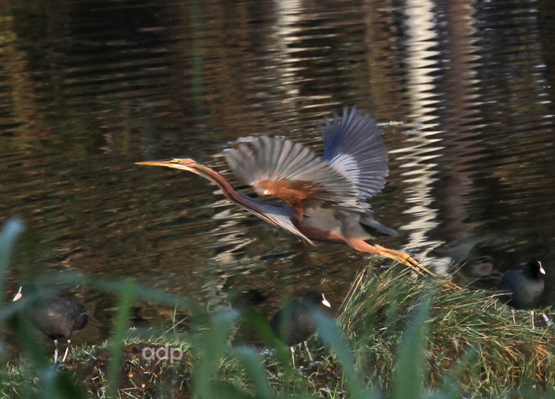 Purple Heron in dawn sunlight (Ardea purpurea) Algarve, Alan Prowse - IMG_1209wteww800 Purple Heron in dawn sunlight Qa-217110360.jpg IMG_1209wteww800 Purple Heron in dawn sunlight Qa-217110360.jpg